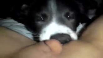 Cachorro lambendo a buceta da novinha